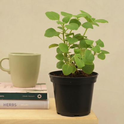 New Balance 997 (Size 40/UK 7)